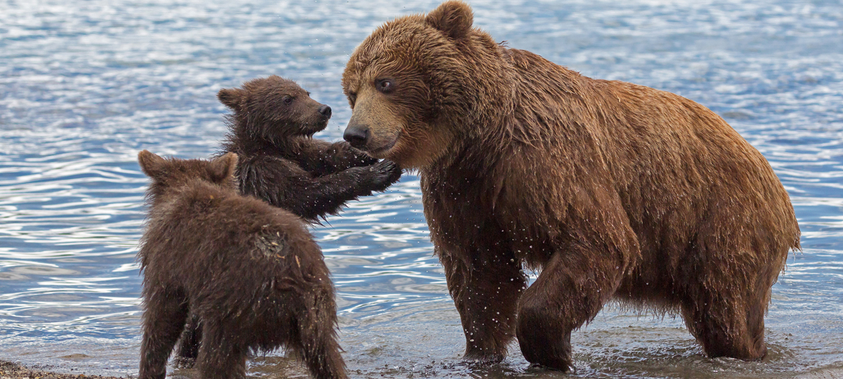 Kamchatka Kamchatka