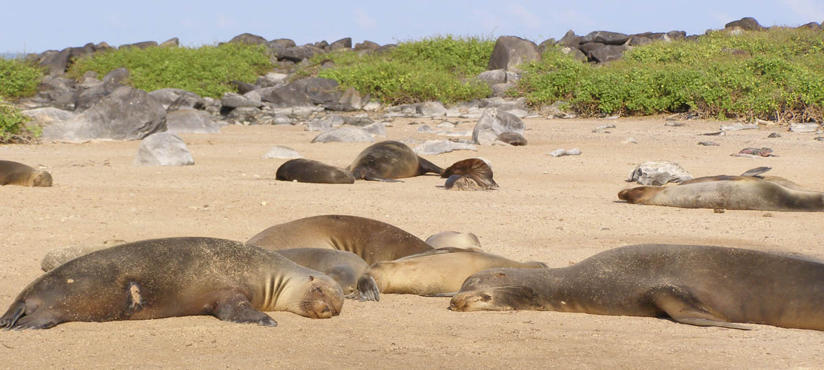 Galapagos in Depth