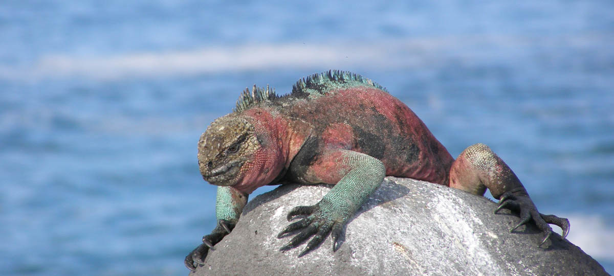 The Galapagos Islands