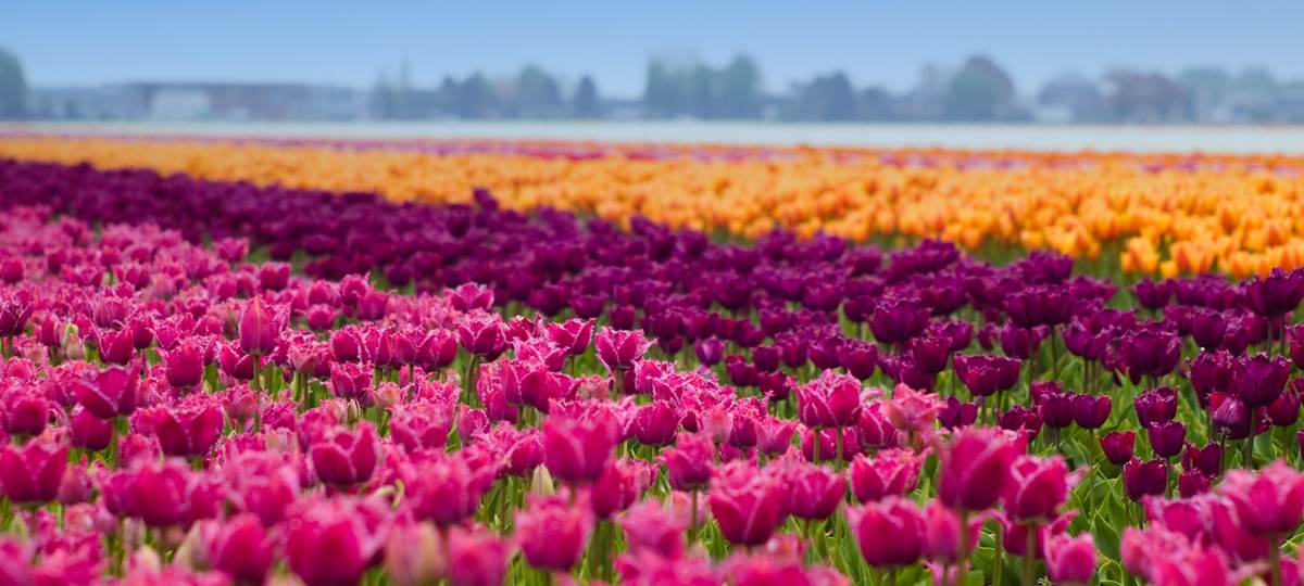 Spring Colours of Amsterdam