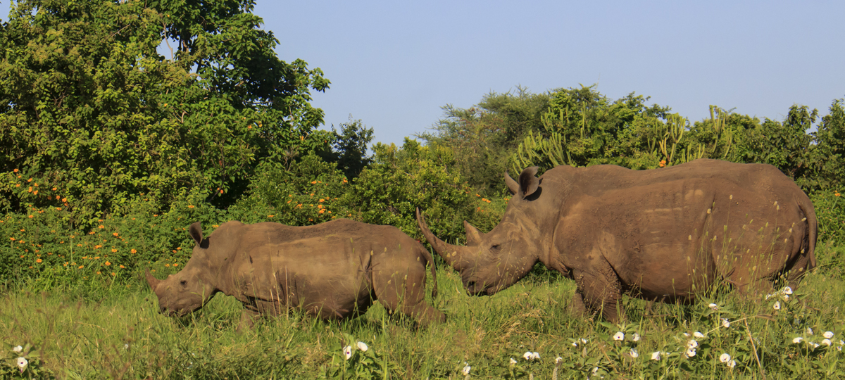 The Laikipia Region, Lewa Conservancy & Mount Kenya