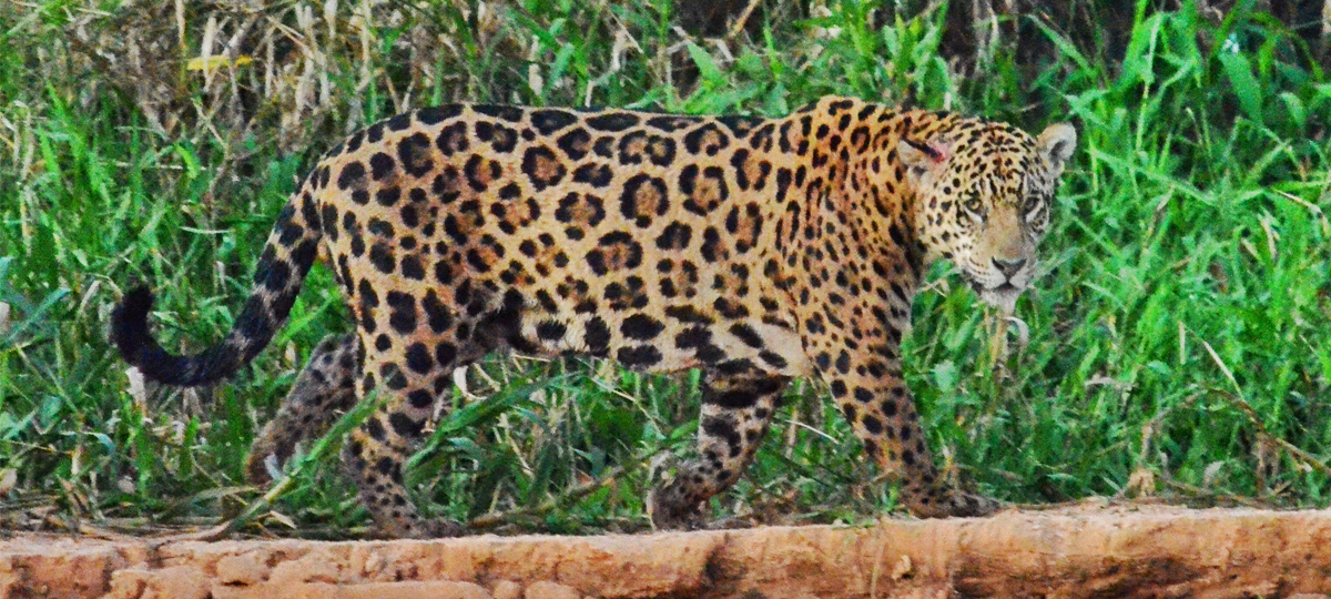 Safari in Brazil