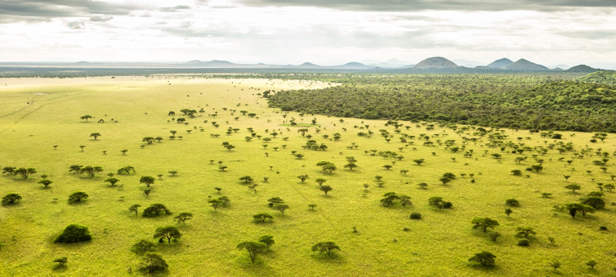 Kenyan Splendor 