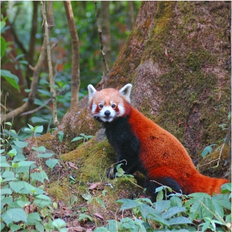 Red Pandas in Singalila National Park Red Pandas in Singalila National Park