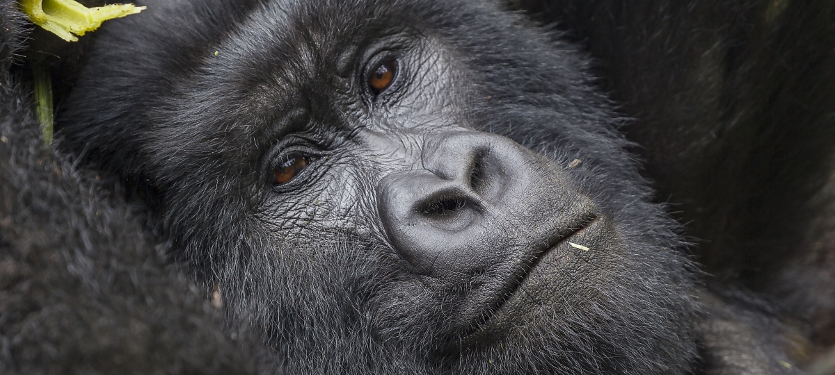 Rwanda & Uganda – Gorillas across borders 