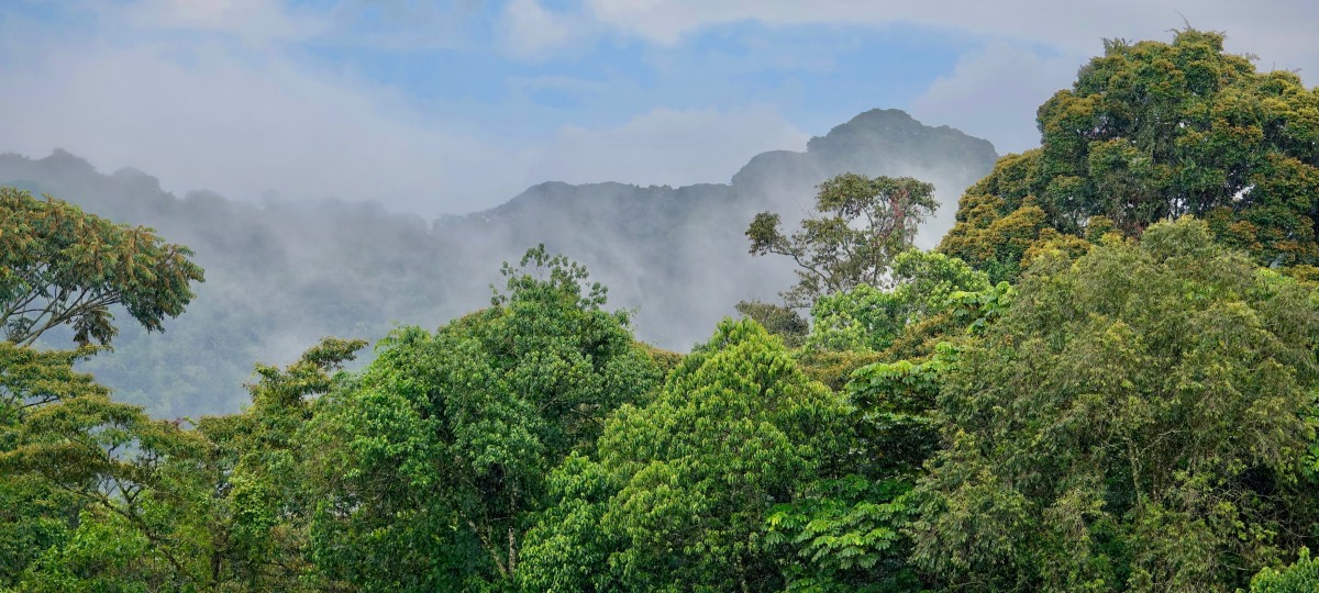 Nyungwe National Park