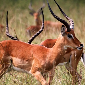 Akagera National Park