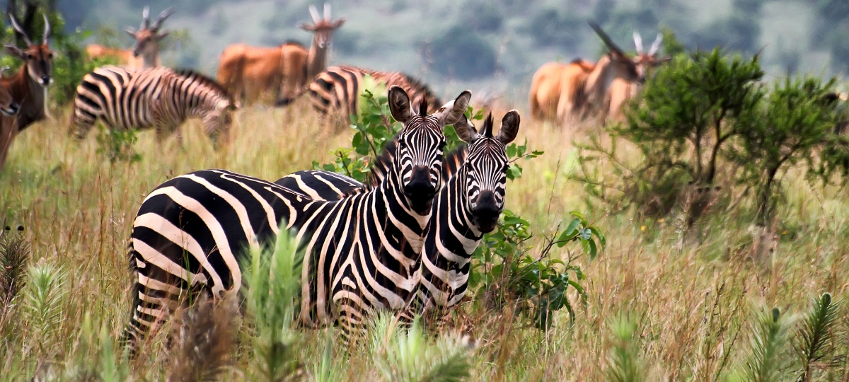 Akagera National Park