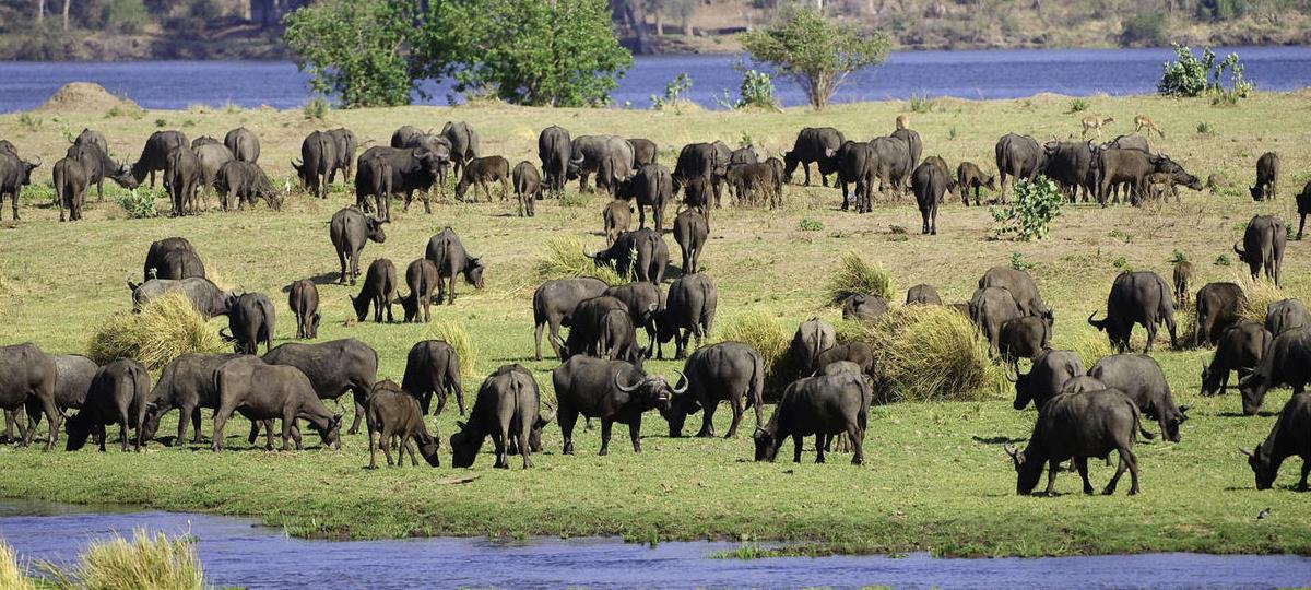 Mana Pools National Park 