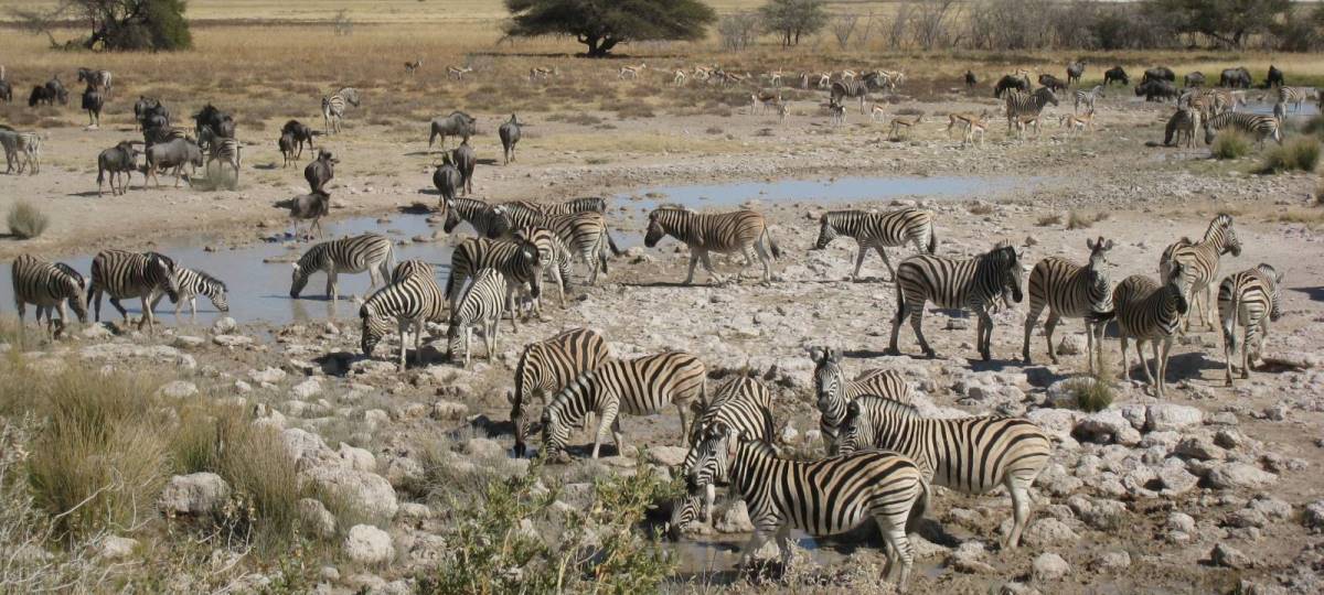 Etosha National Park Etosha National Park
