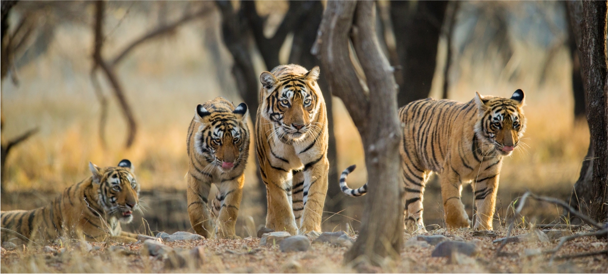 Golden Triangle with Ranthambore National Park