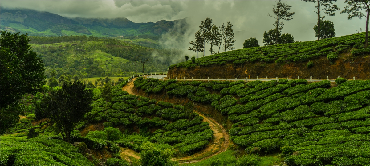 Kerala- Backwaters, Tea and Spices