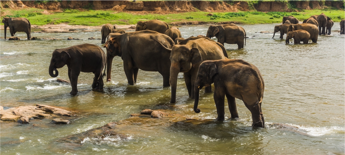 Chitwan National Park Chitwan National Park
