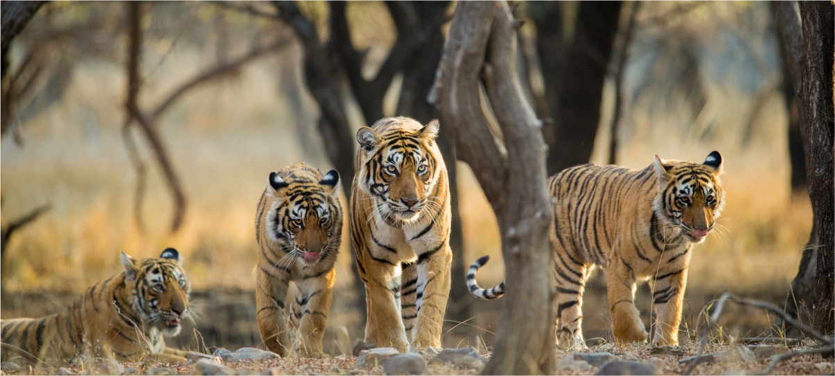 India India