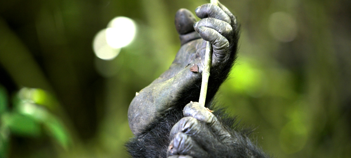 Chimpanzee Trekking in the Remotest Mountains of Tanzania 