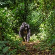 Special Offer on Chimpanzee and Gorilla Tracking Permits 