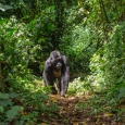Special Offer on Chimpanzee and Gorilla Tracking Permits Special Offer on Chimpanzee and Gorilla Tracking Permits