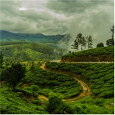 From the gardens to your cup – the journey of tea in south India