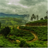 From the gardens to your cup – the journey of tea in south India From the gardens to your cup – the journey of tea in south India