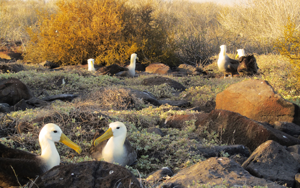 2019 Rates Maintained for First Class Galapagos Cruises