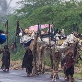 Migrating with the Gujarati gypsies